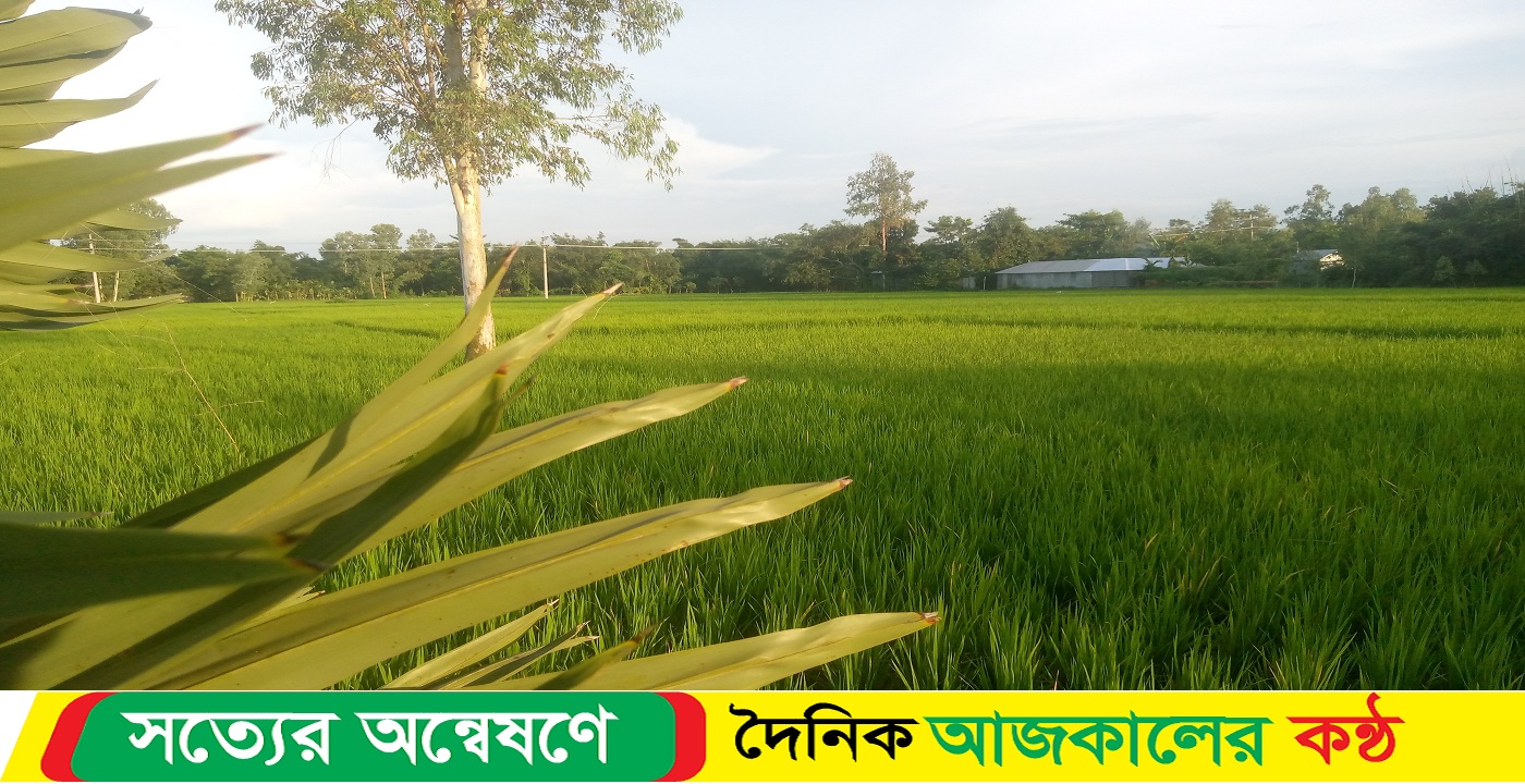 লালমনিরহাটে ভাদ্রের গরমে আমন চাষিদের ব্যয় বেড়েছে দ্বিগুণ!