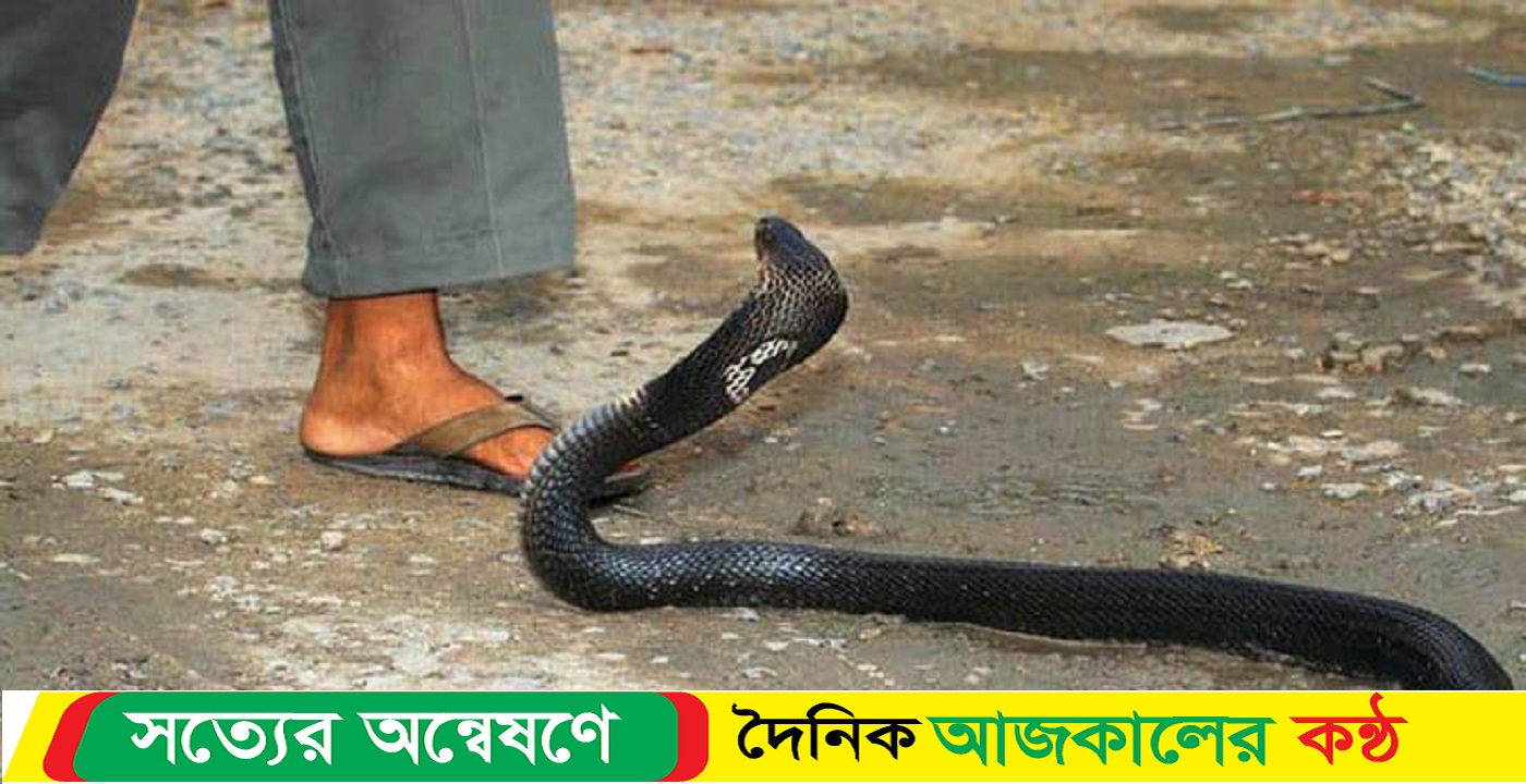 রাজারহাটে সাপের ছোবলে যুবকের মৃ’ত্যু