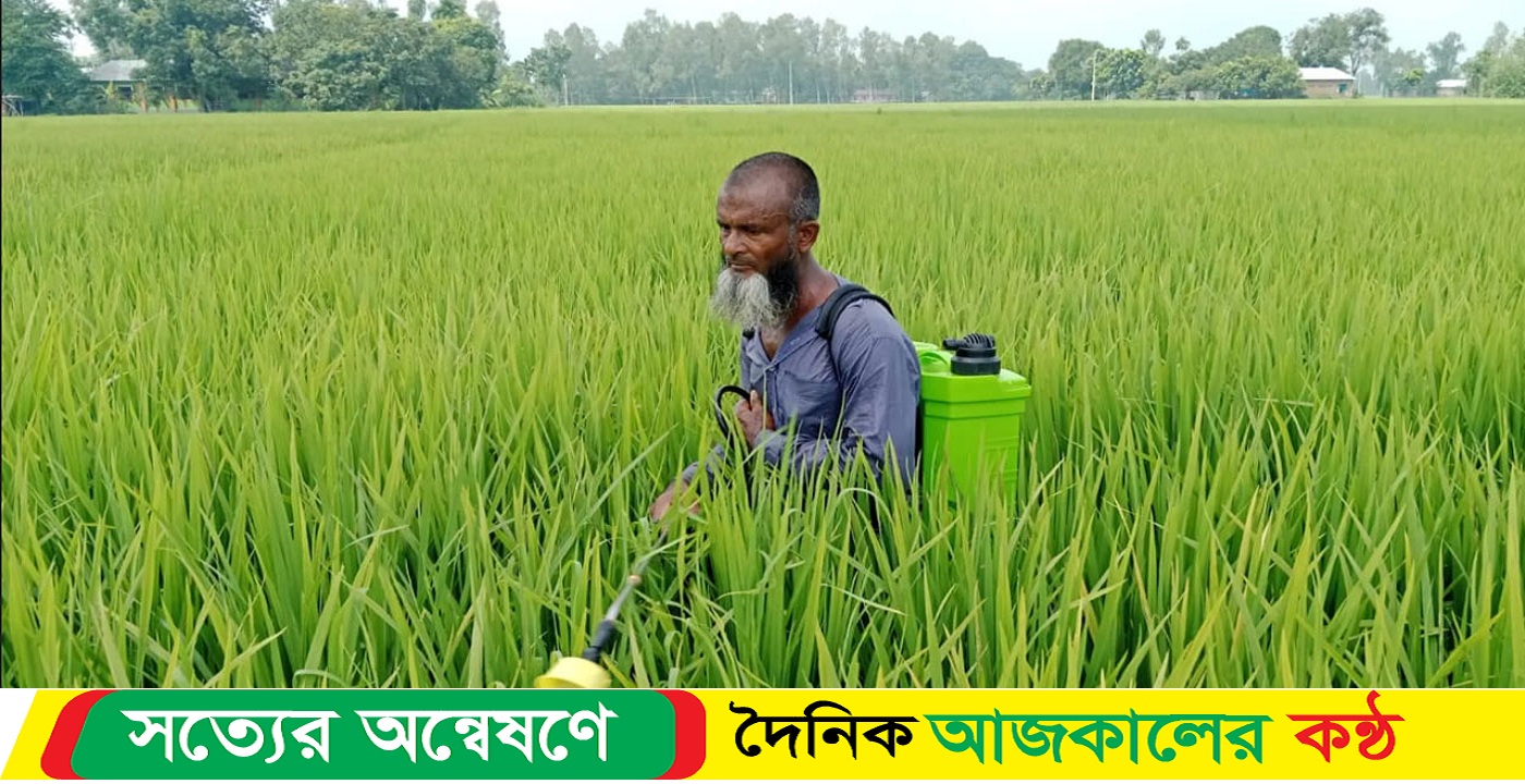ঠাকুরগাঁওয়ে আমনখেতে মাজরা পোকার আক্রমণে,কীটনাশক প্রয়োগেও পোকা দমন হচ্ছে না