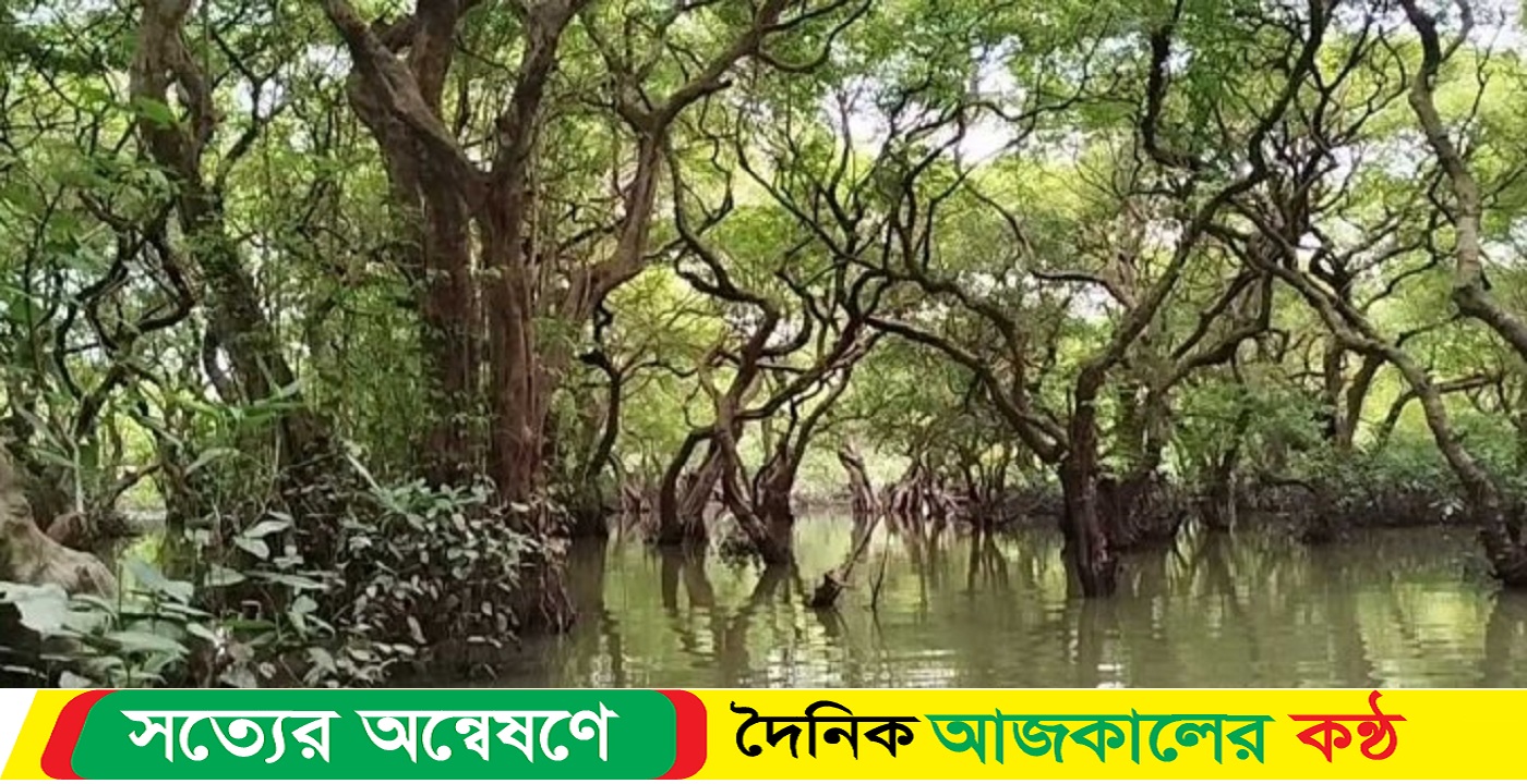 সিলেটের গোয়াইনঘাট রাতারগুল হারাচ্ছে পর্যটন আকর্ষণ : কমছে পর্যটক