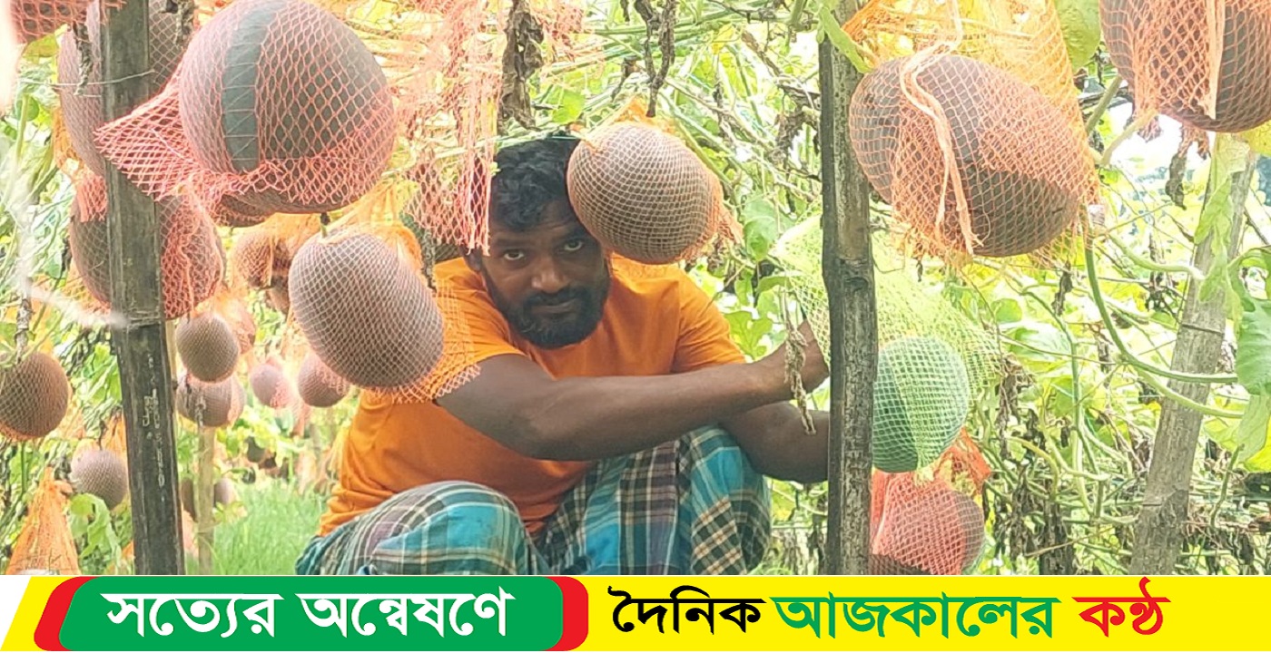 ঠাকুরগাঁওয়ে মালচিং পদ্ধতিতে গ্রীষ্মকালীন ব্লাক বেবি জাতের তরমুজ চাষ হচ্ছে