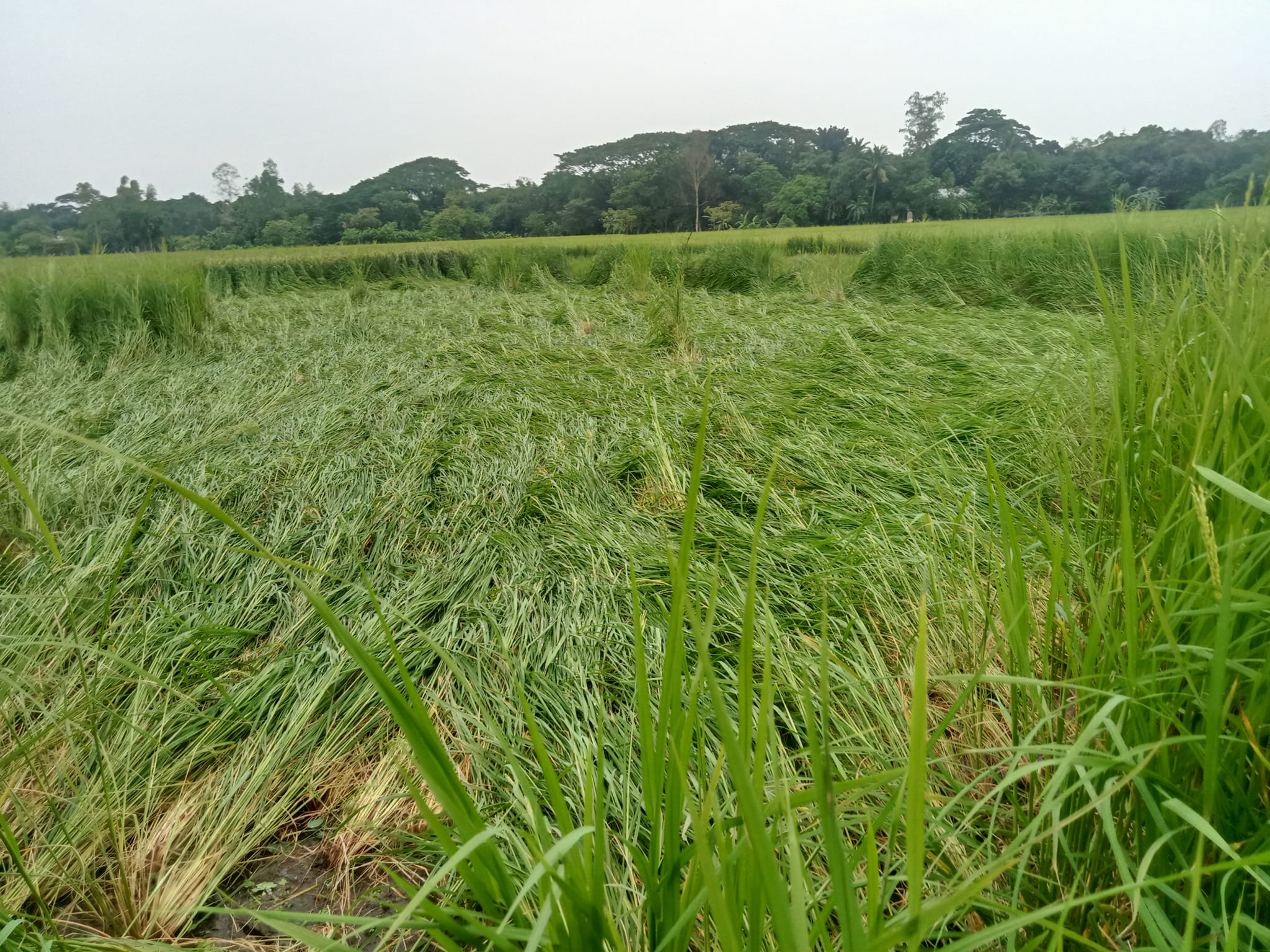ঠাকুরগাঁওয়ে আমনের পাকা ধানগাছ নুয়ে পড়েছে
