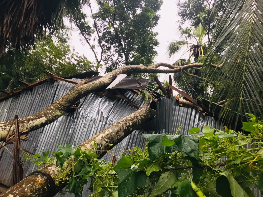 কুয়াকাটার তাহেরপুর টর্নেডোর আঘাতে বাড়িঘর বিধ্বস্ত সহ গাছপালার ব্যাপক ক্ষয়ক্ষতি