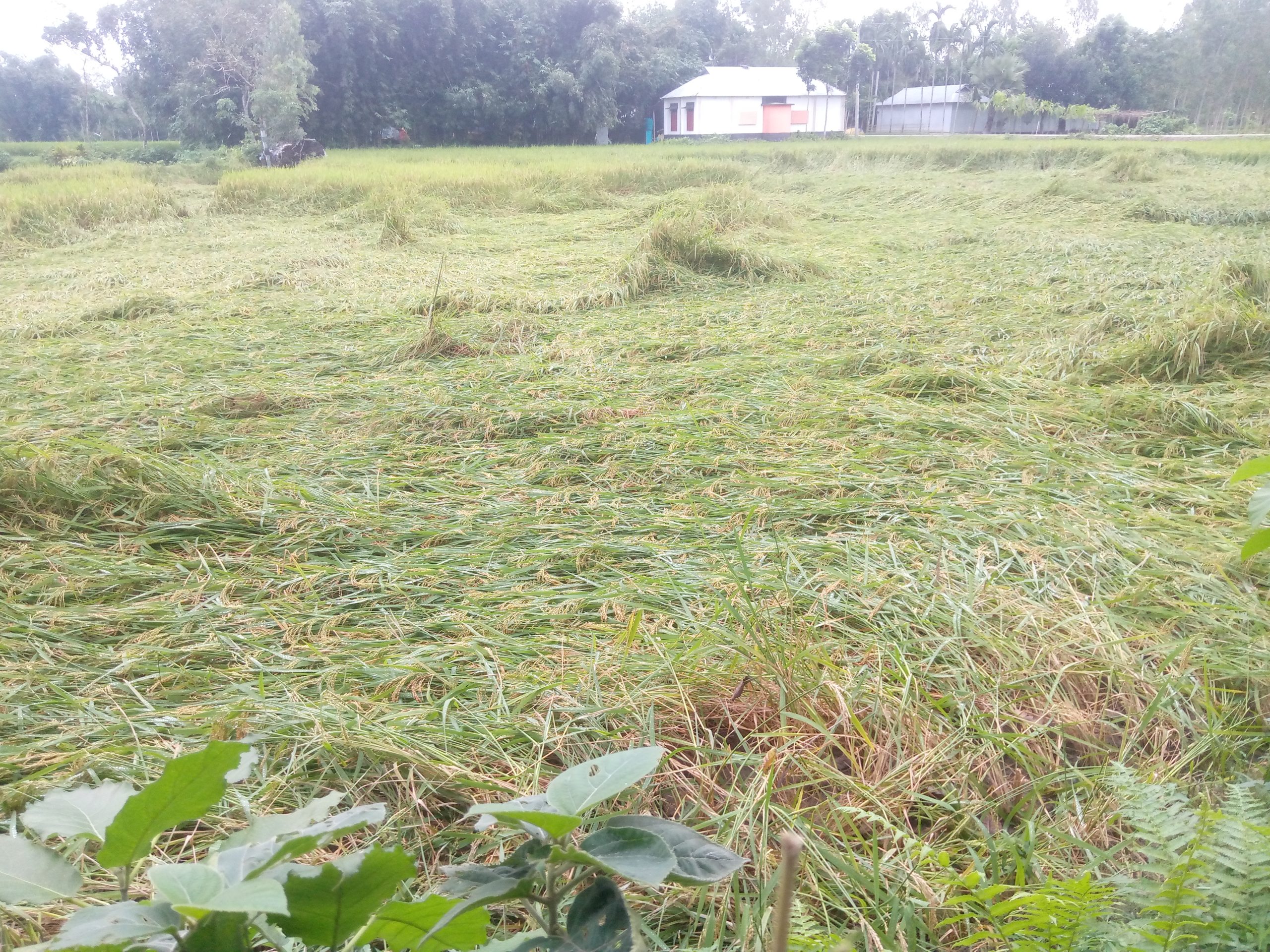 লালমনিরহাটে ঘূর্ণিঝড় দানার প্রভাবে ক্ষতির মুখে কৃষকেরা