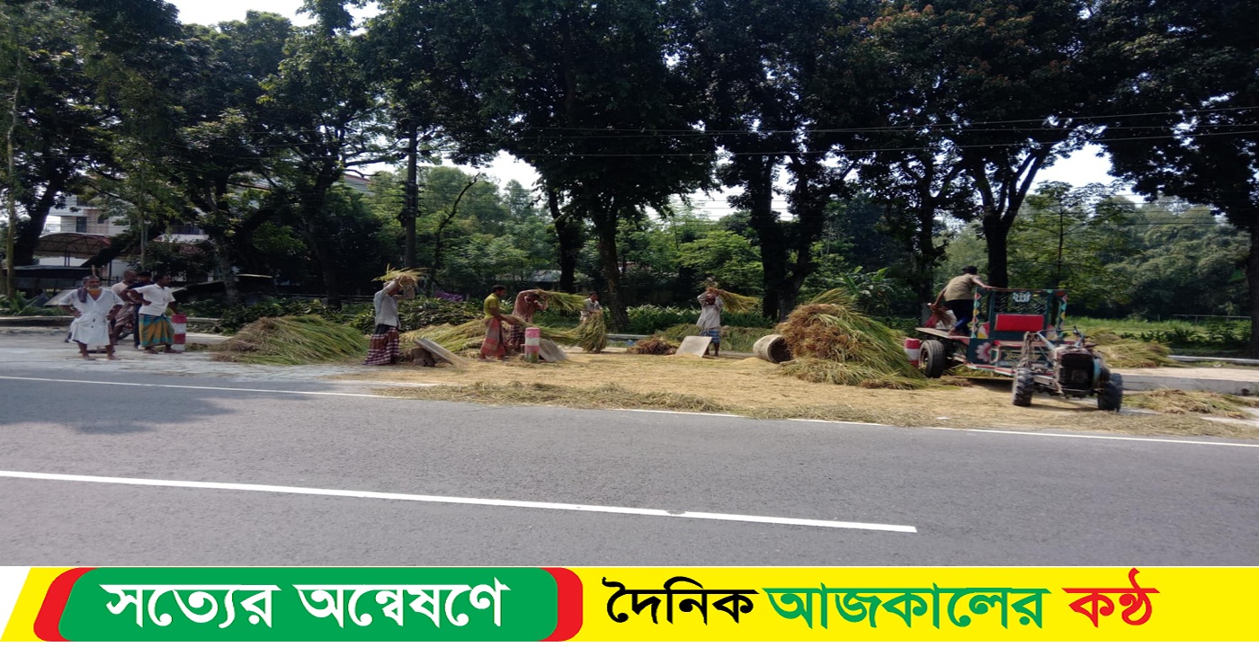 লালমনিরহাটে আগাম জাতের ধান কাটছে কৃষক, মঙ্গা জয় করতে পারবে কি এবার