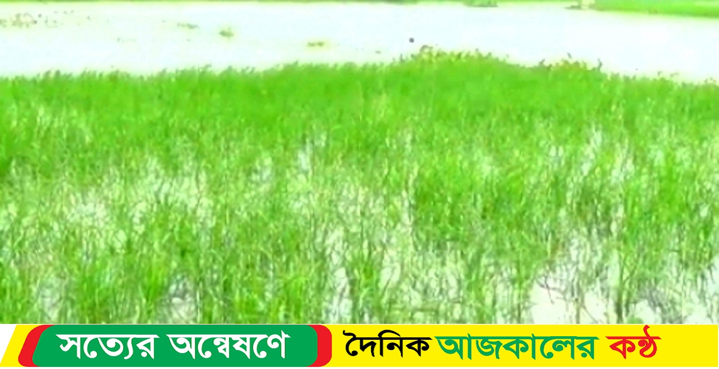 লালমনিরহাটে তিস্তা পাড়ের কৃষকদের বন্যায় ফসল হারিয়ে মাথায় হাত