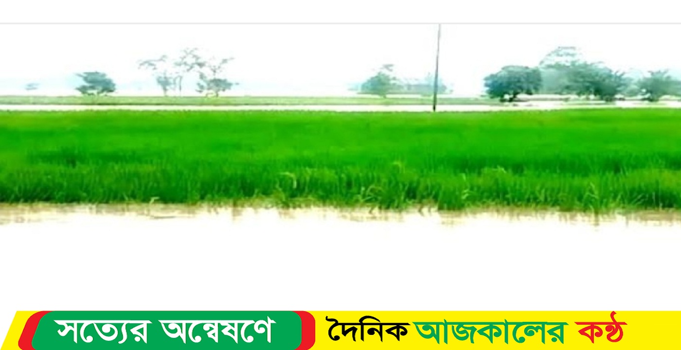 নেত্রকোনার দুর্গাপুরে প্রায় শত কোটি টাকার আমন ধানের ক্ষতি কৃষক নিঃস্ব