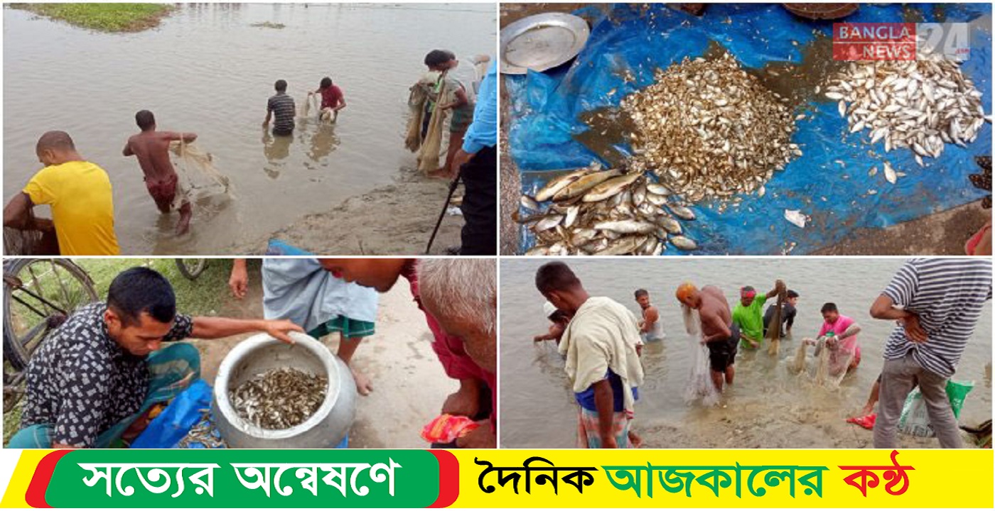 ঠাকুরগাঁওয়ে বুড়ির বাঁধ এলাকায় শুরু হয়েছে মাছ ধরা উৎসব