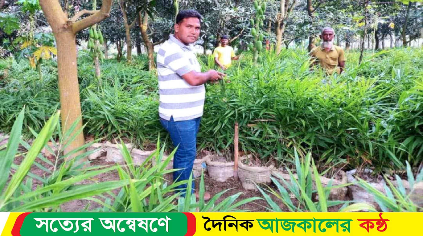 গ্রামের কৃষি উদ্যোক্তা সোহেলের আদা চাষে লাভ ১২ লাখ টাকা