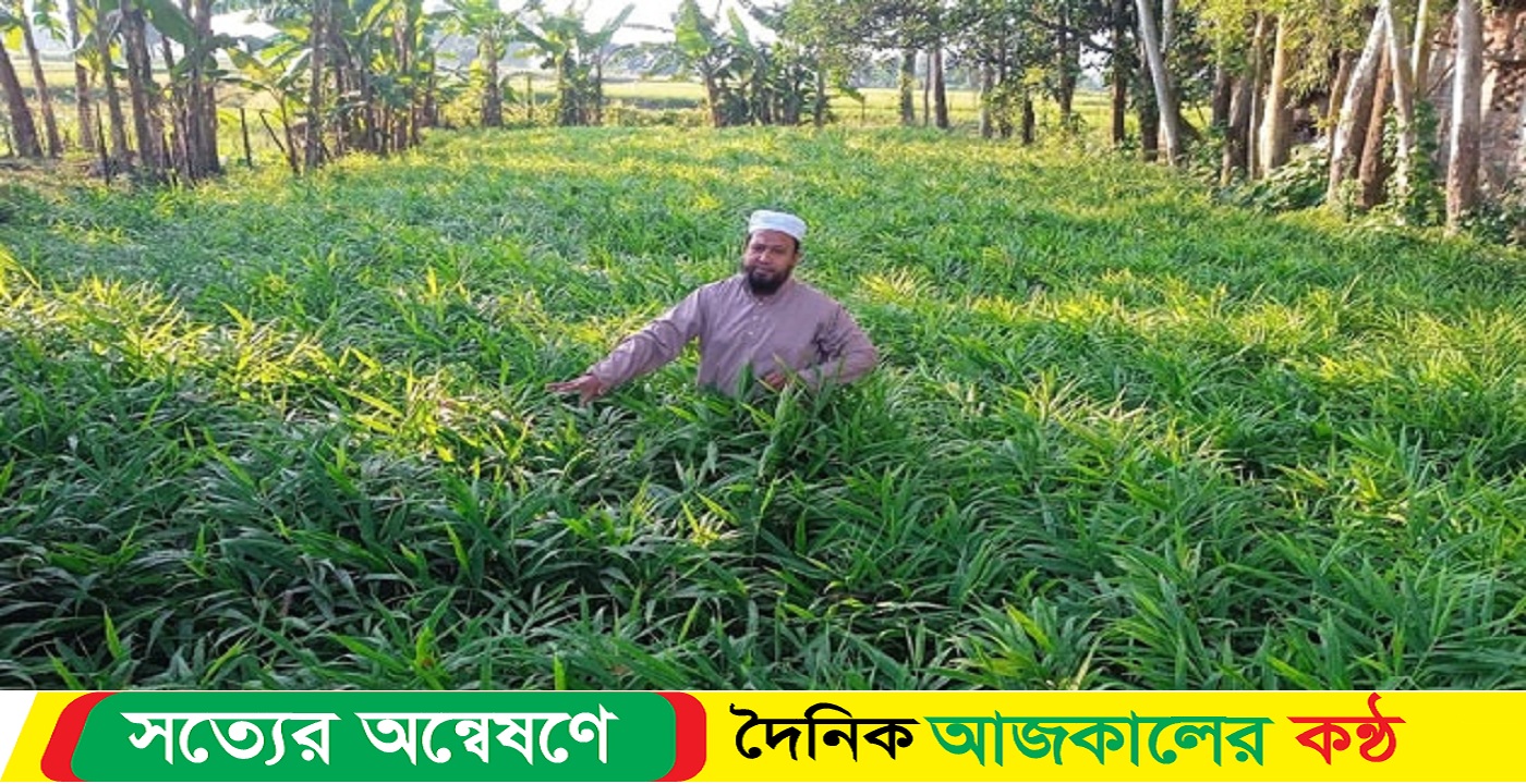 মহাদেবপুরে দিনকে দিন বাড়ছে আদা চাষ, লাভবান হচ্ছে কৃষক