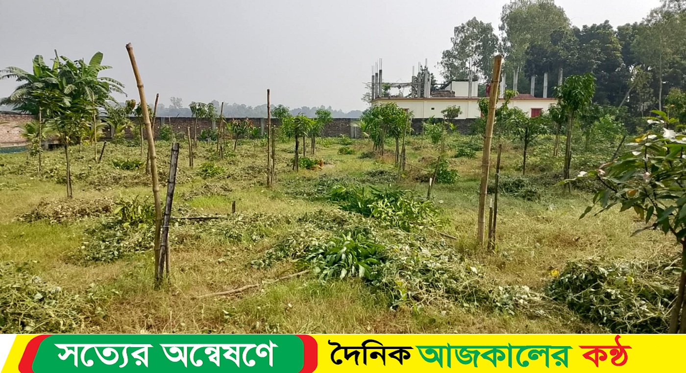 নওগাঁর রানীনগরে রাতের আধারে কেটে ফেলেছে আড়াই শতাধিক গাছ