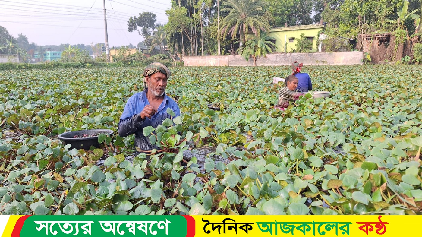 অল্প পুঁজিতে বেশি লাভ, পানিফল চাষে আগ্রহ বাড়ছে সাতক্ষীরা চাষিদের
