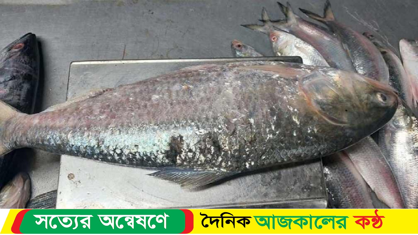 এক ইলিশ বিক্রি ৬ হাজার টাকা