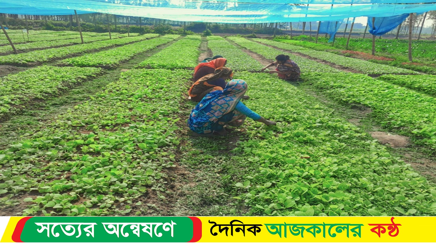 লালমনিরহাটে প্রচার-প্রচারণার অভাবে ক্ষতিকর তামাক চাষ নিরুৎসাহিত হচ্ছে না