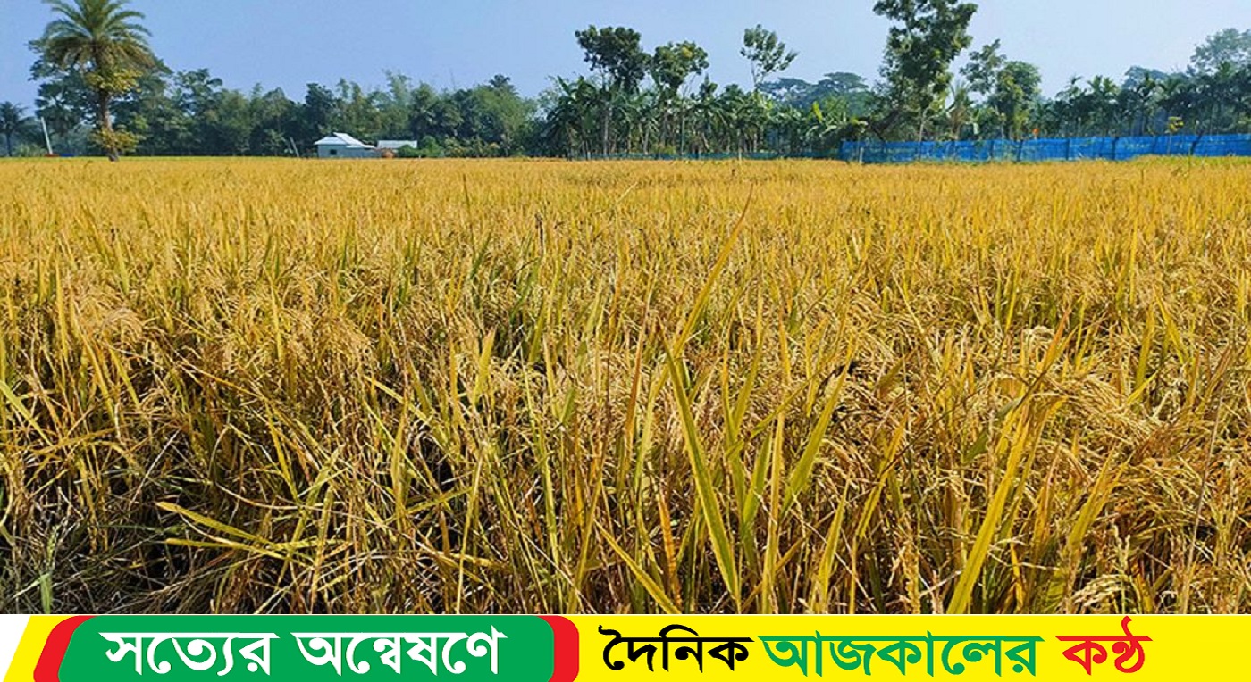 কেজিতে ৩ টাকা বাড়িয়ে আমন ধান সংগ্রহের লক্ষ্য নির্ধারণ