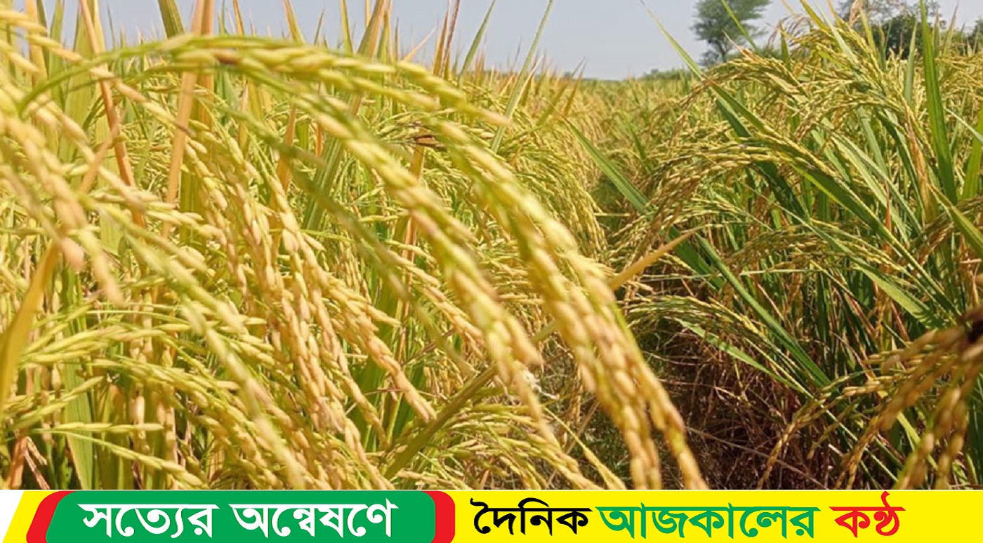 আমনের বাম্পার ফলন, সোনালি ধানে দুলছে কৃষকের রঙিন স্বপ্ন
