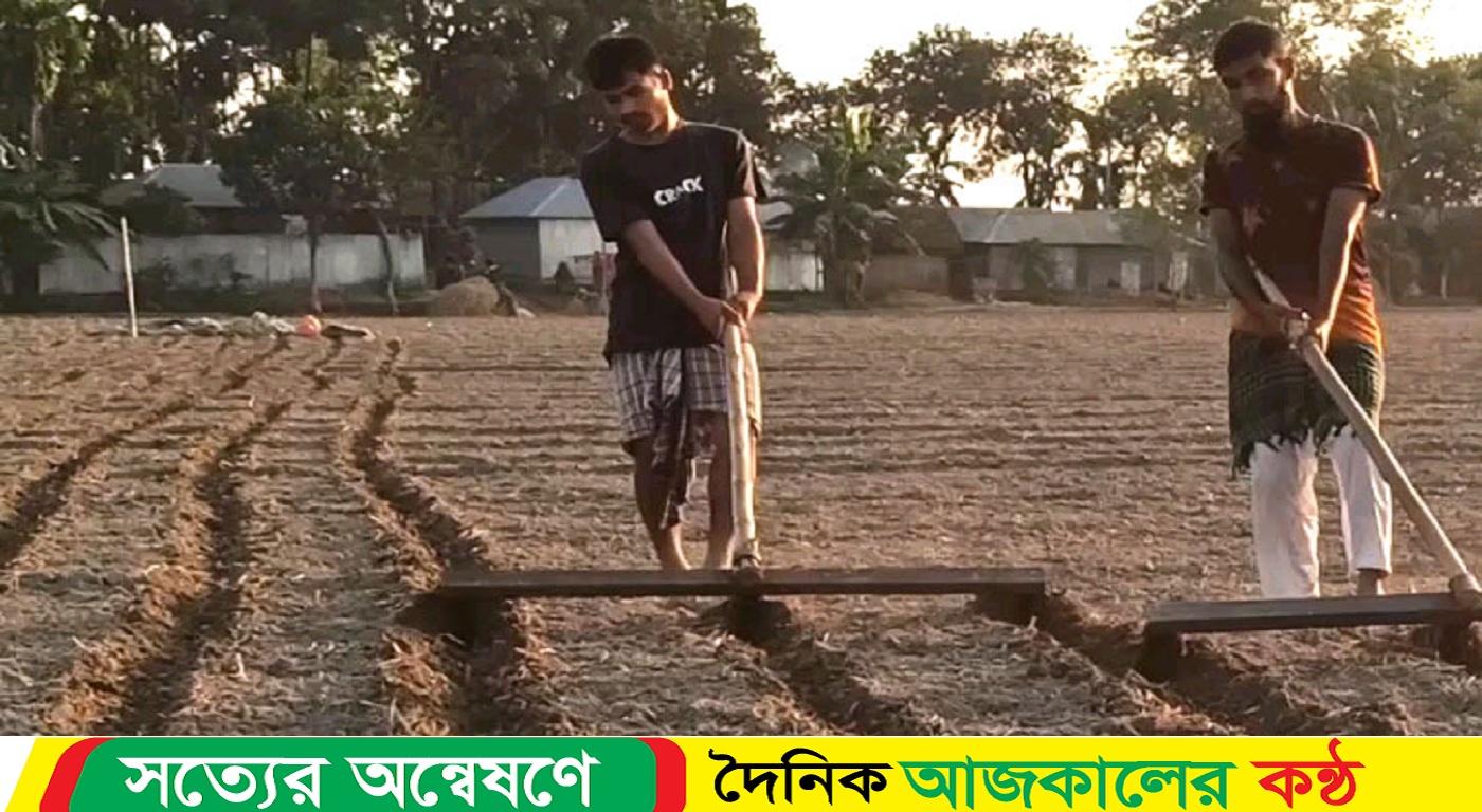ঠাকুরগাঁওয়ে আগাম আলু চাষে ব্যস্ত কৃষক