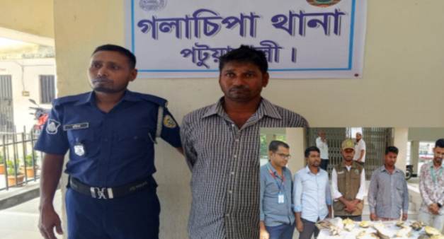 গলাচিপায় পাচারের সময় ১৭ টি কচ্ছপসহ ব্যবসায়ী আটক