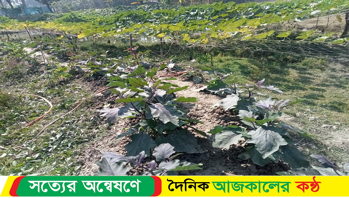 কুয়াকাটায় এক খামারির বিভিন্ন প্রজাতির সব্জি চারা উপড়ে ফেলেছে দুর্বৃত্তরা