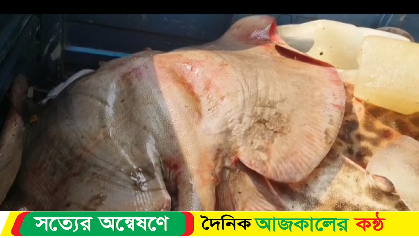 কলাপাড়ায় পিকআপ সহ ২০ মন শাপলাপাতা মাছ জব্দ, আটক-৯