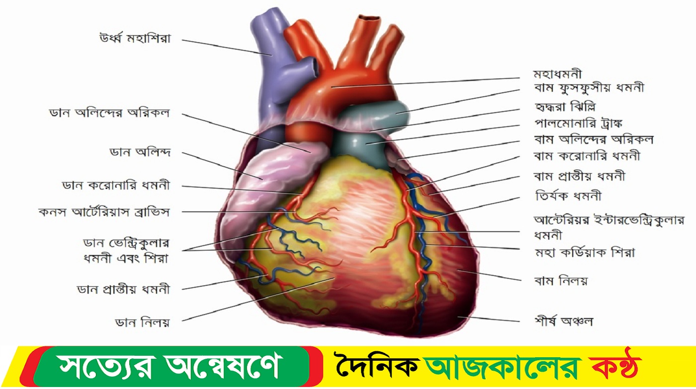 যে কারণে হৃৎপিণ্ড বড় হয়ে যায়