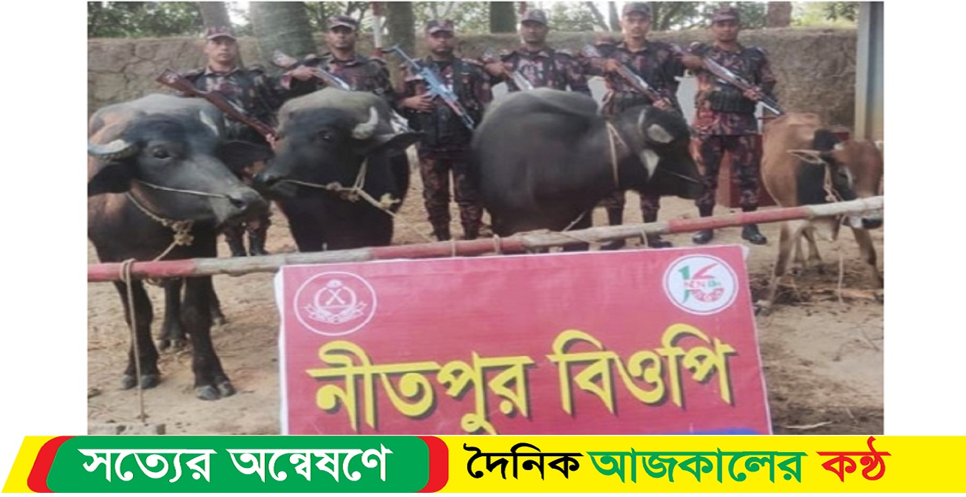 নওগাঁ সীমান্তে বিজিবির অভিযানে ভারতীয় গরু মহিষ উদ্ধার