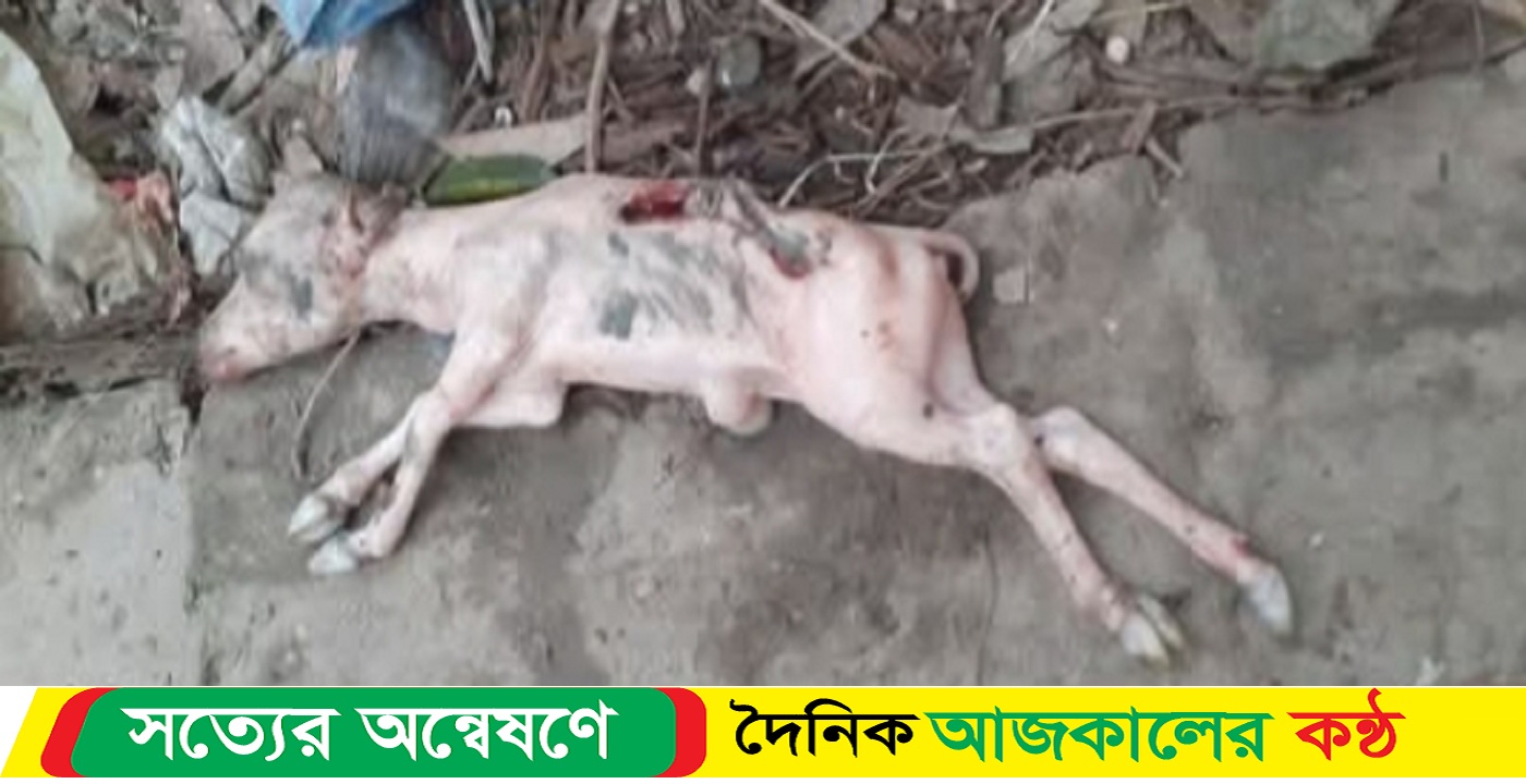 অন্তঃসত্ত্বা গাভী জবাই করে বাজারে বিক্রি, প্রশাসনকে জানালেও কোন পদক্ষেপ নেই