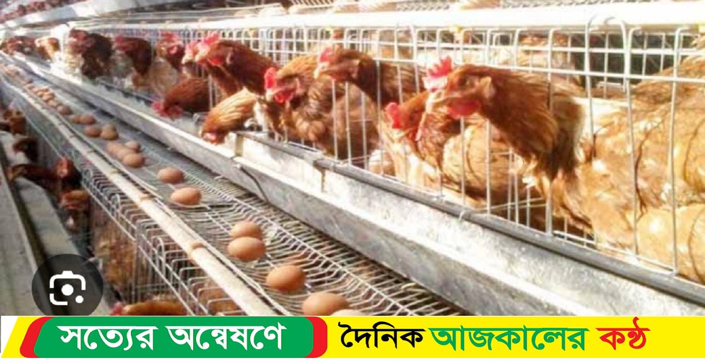 শেরপুরে হিংসাত্মকভাবে জনবসতিতে লেয়ার মুরগির ফার্ম’তৈরির অভিযোগ স্থানীয়দের