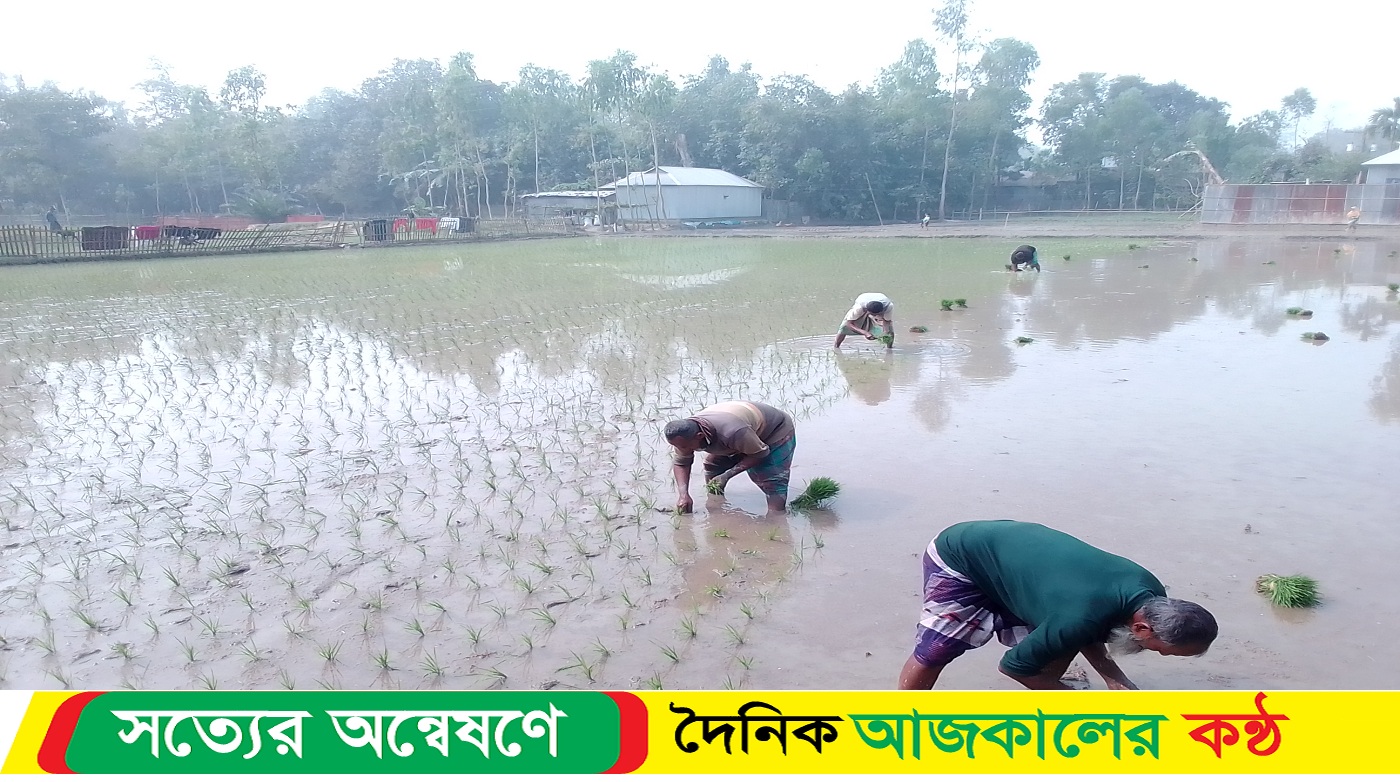 উলিপুরে বোরো চাষে ব্যস্ত কৃষকরা