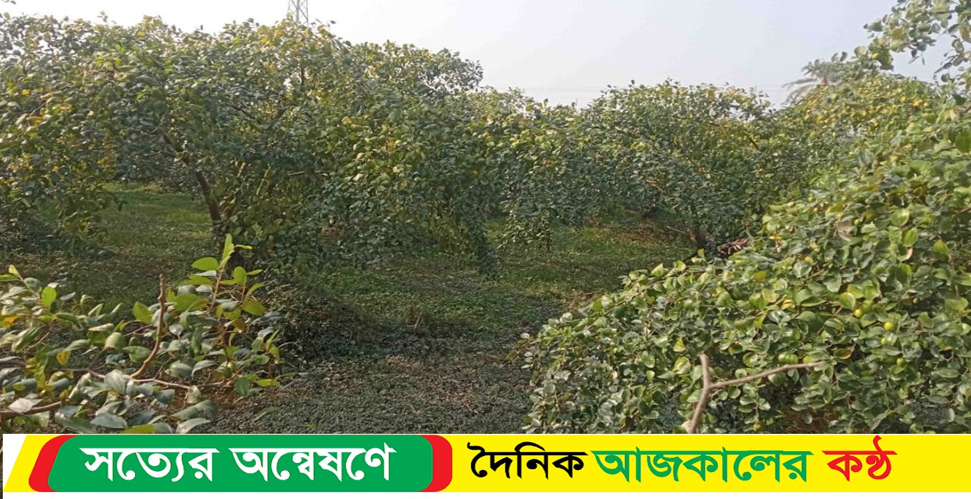 সাতক্ষীরায় ১৫১ কোটি টাকার বরই চাষ অনাবাদি জমিতে বরই চাষ করে দৃষ্টান্ত স্থাপন করেছে শত শত বরই চাষি