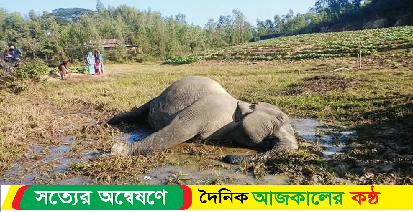 চট্টগ্রামের চকরিয়া-লামা সীমান্তে বিদ্যুতে হাতি ও কৃষকের প্রাণ গেল হাতির আক্রমণে