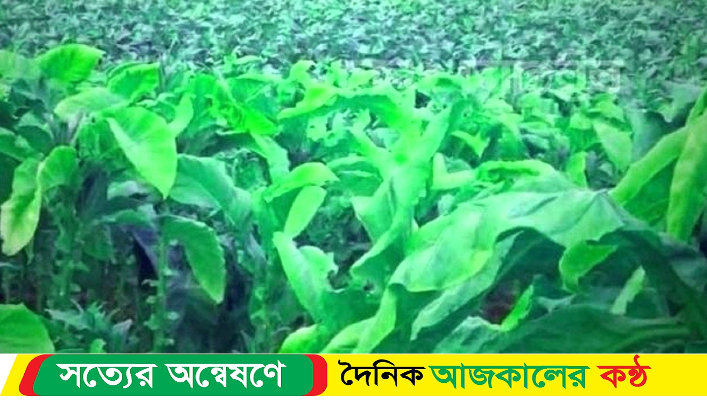 লালমনিরহাট শীর্ষস্থানে রয়েছে বিষপাতা তামাক চাষ