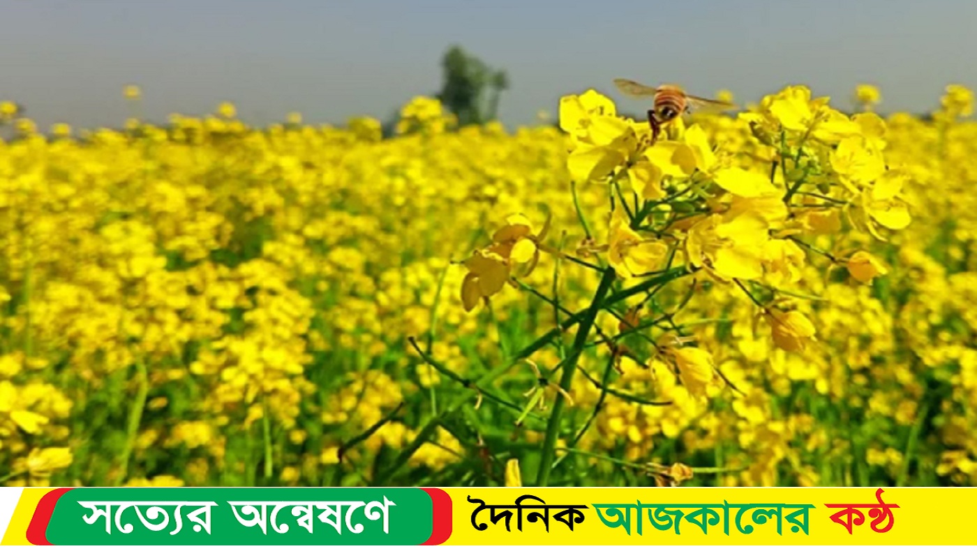 সরিষা ফুলের যত গুণ