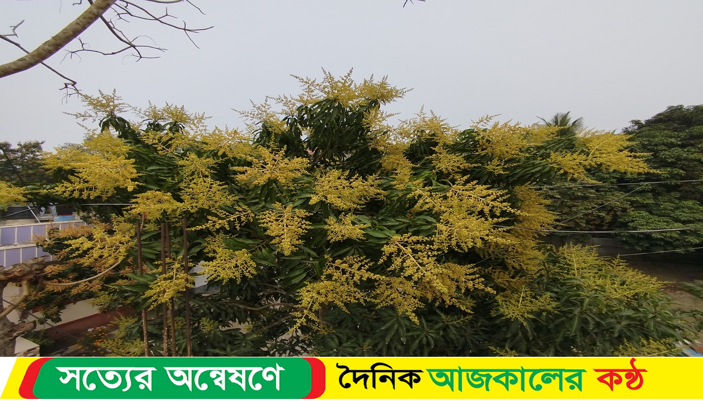 গৌরনদী আগৈলঝাড়ার গাছে গাছে উঁকি দিচ্ছে আমের মুকুল