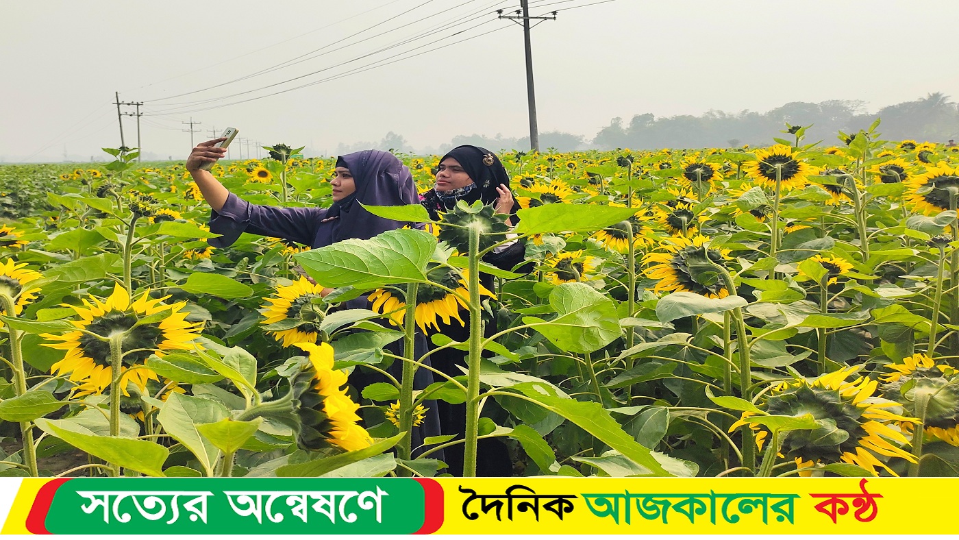শেরপুরে সূর্যমূখী ফুলের চাষ, দেখতে দর্শনার্থীদের উপচেপড়া ভিড়
