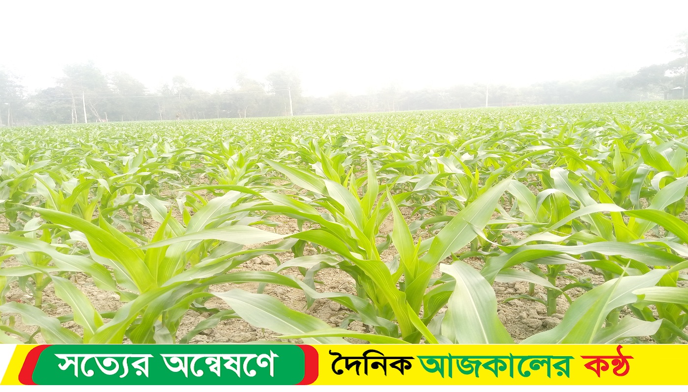 চরাঞ্চলসহ বিভিন্ন স্থানে ভুট্টা চাষে ঝুঁকে পড়েছে কৃষকেরা