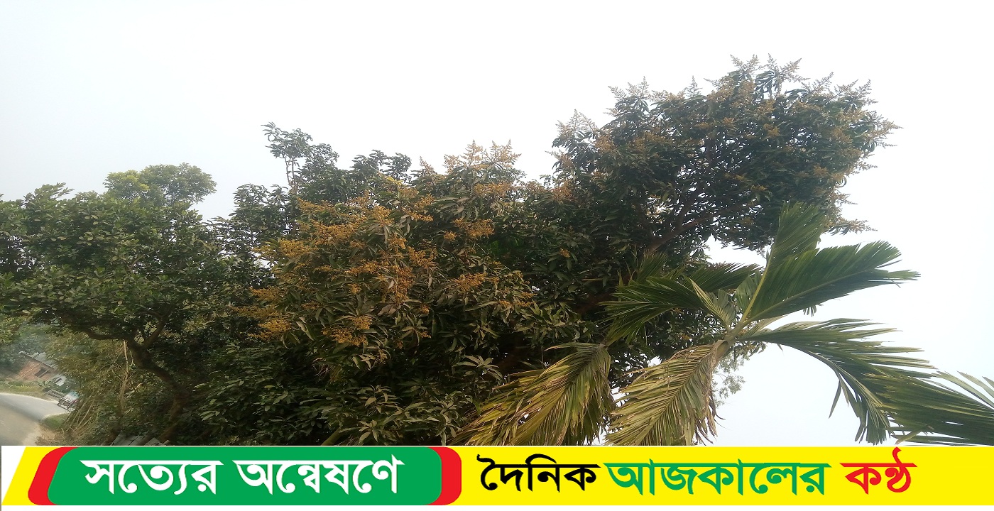 লালমনিরহাটে আমের গাছে গাছে মুকুলের সমারোহ