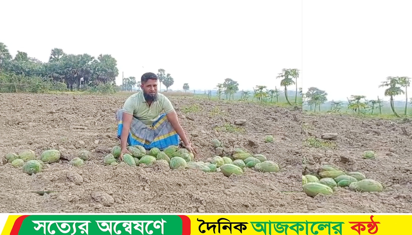 কৃষকের ৭শত ফলন্ত পেঁপে গাছ গভীর রাতে কর্তন করেছে দুর্বৃত্তরা