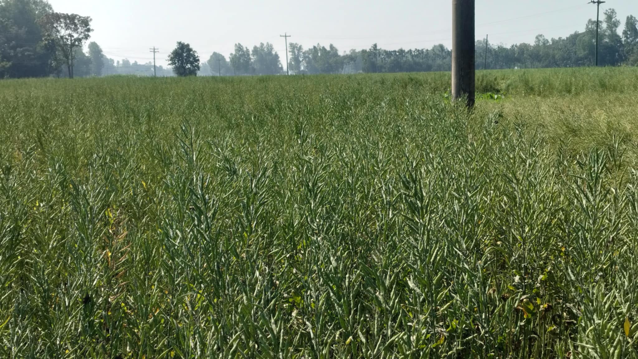নওগাঁয় সরিষা চাষে চাষীদের মুখে হাসি