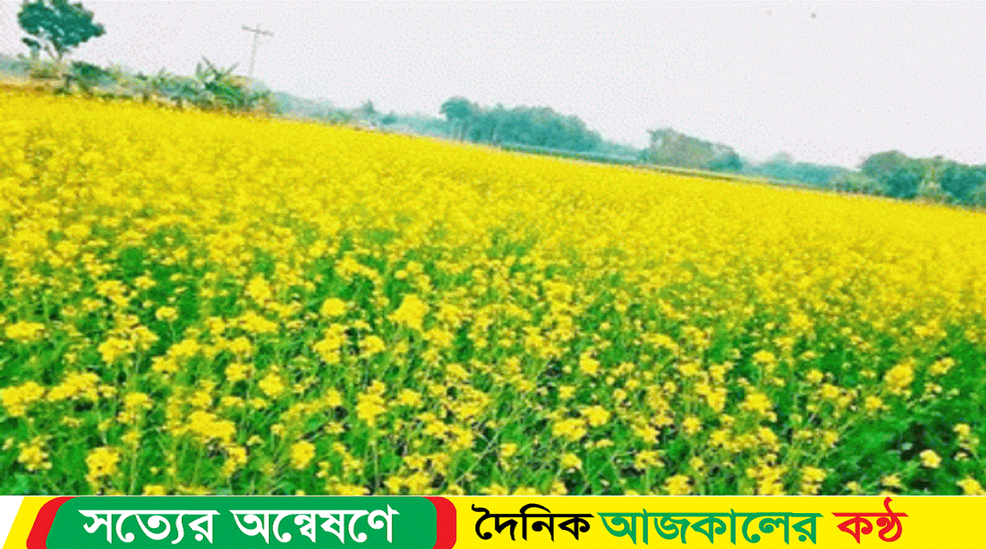 নওগাঁয় সরিষা চাষে চাষীদের মুখে হাসি