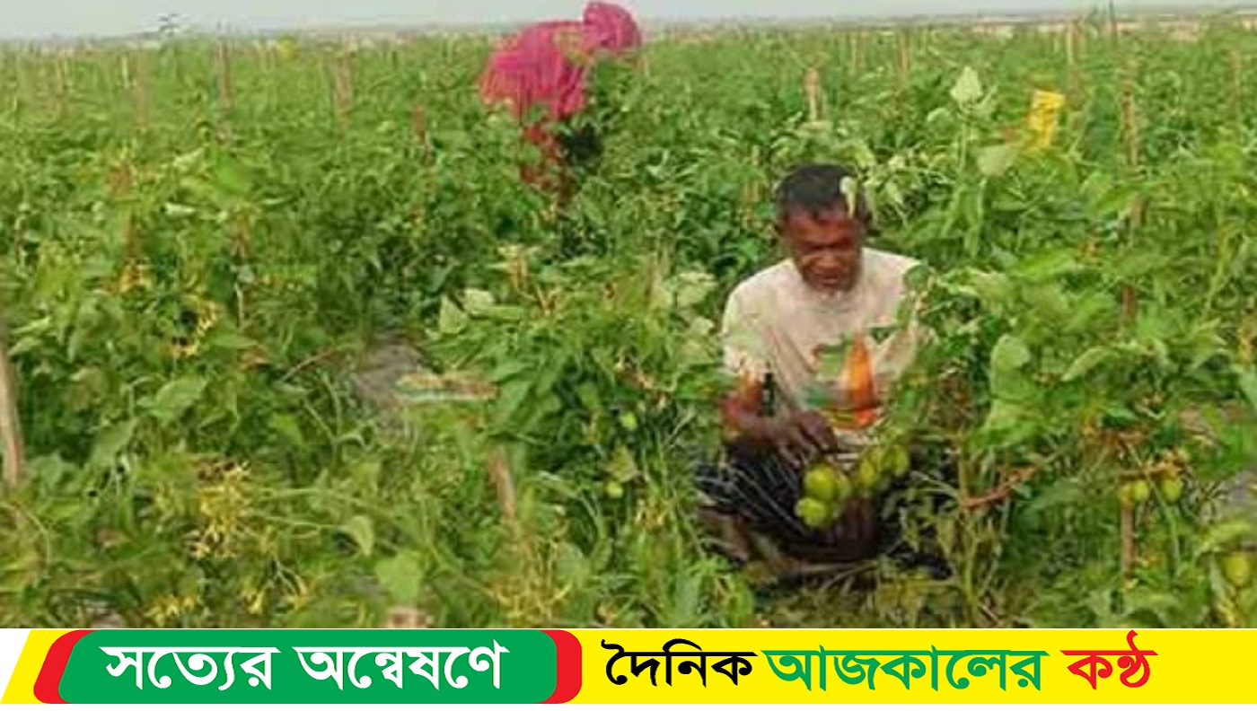 উলিপুরের কৃষকরা মাচা পদ্ধতিতে টমেটো চাষে লাভবান