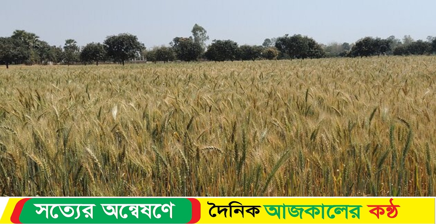 নওগাঁর পত্নীতলায় বেড়েছে গমের চাষ