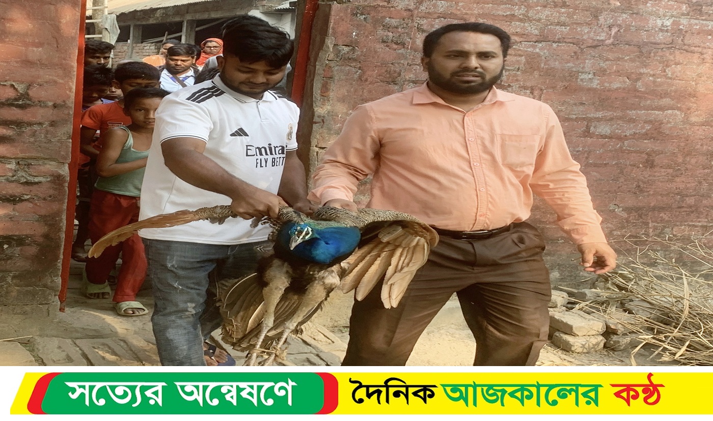সৈয়দপুরে বিরল প্রজাতির ময়ূর উদ্ধার