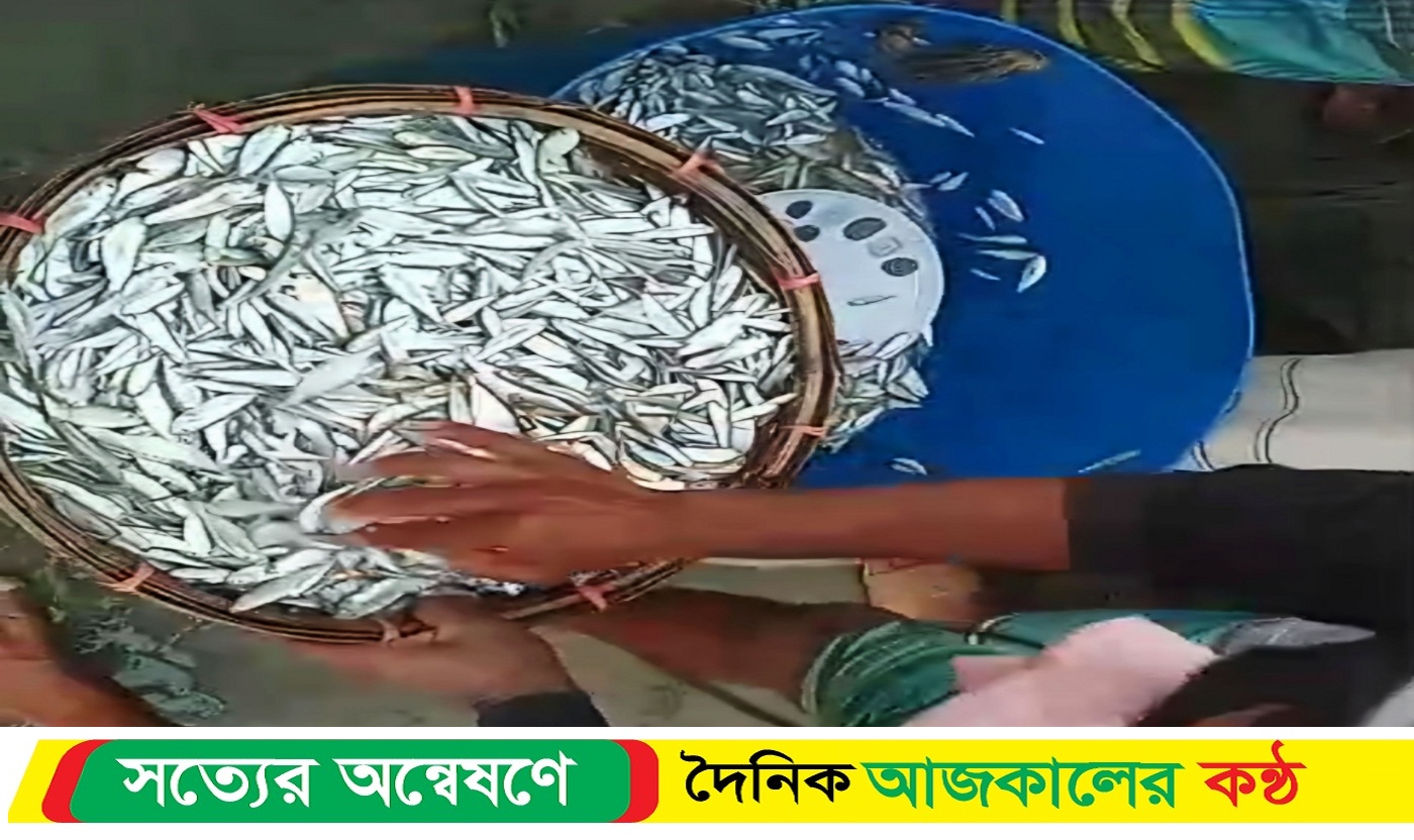 শরীয়তপুরে পদ্মায় জাটকা ইলিশ ধরার মহোৎসব, দিনে ও রাতে চলে প্রকাশ্যে বেচাকেনা