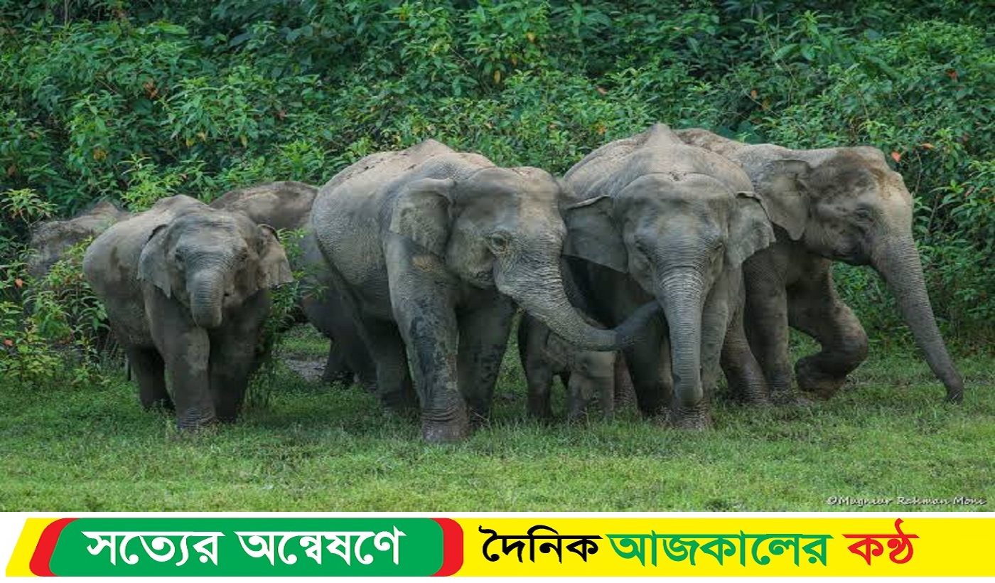 বাচ্চা হাতির মৃ*ত্যুর প্রতিশোধ নিতে লোকালয়ে ছুটে এলো হাতির পাল
