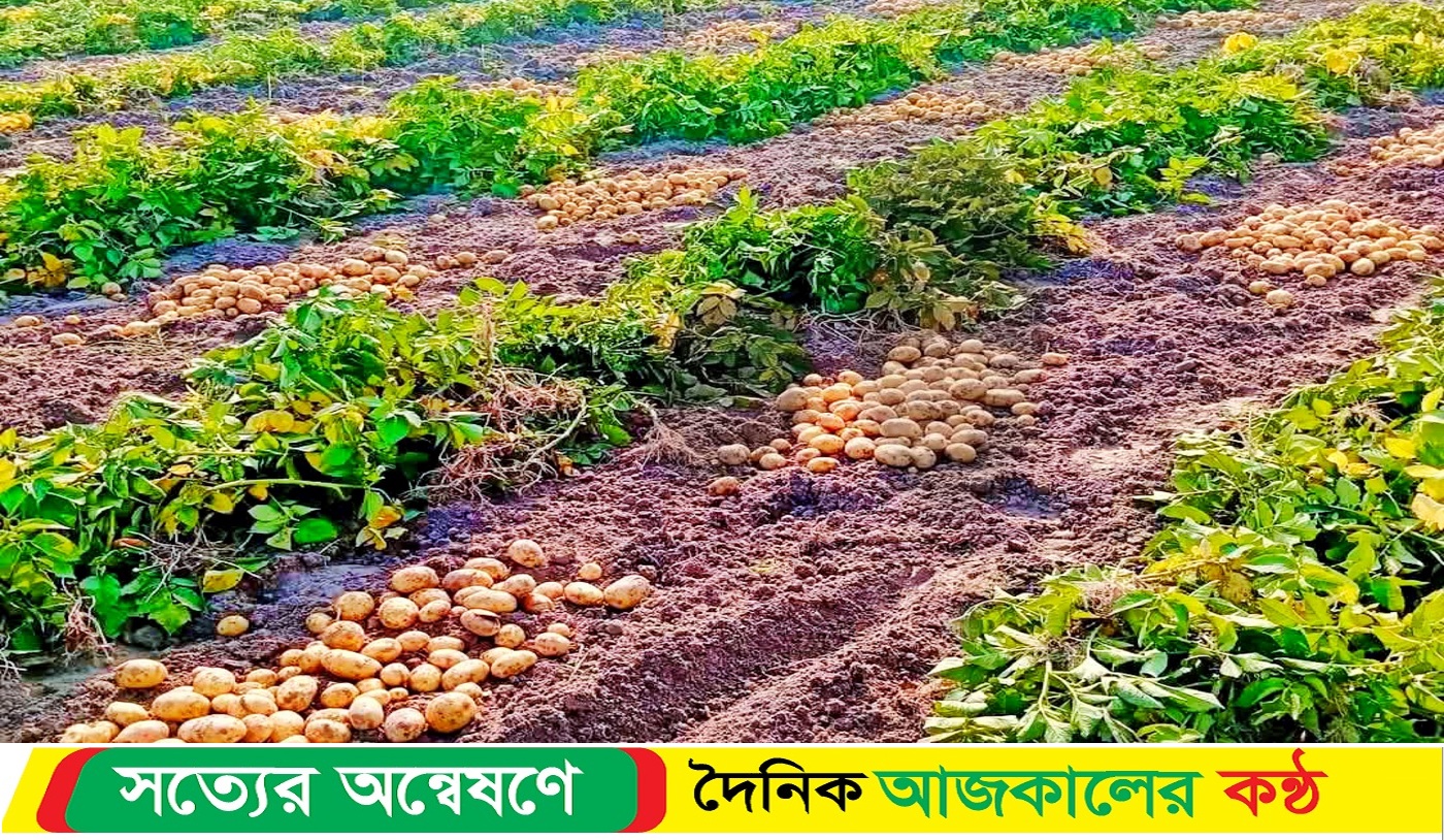 আলুর ভালো ফলনেও দাম ও সংরক্ষণ নিয়ে শঙ্কায় কৃষক