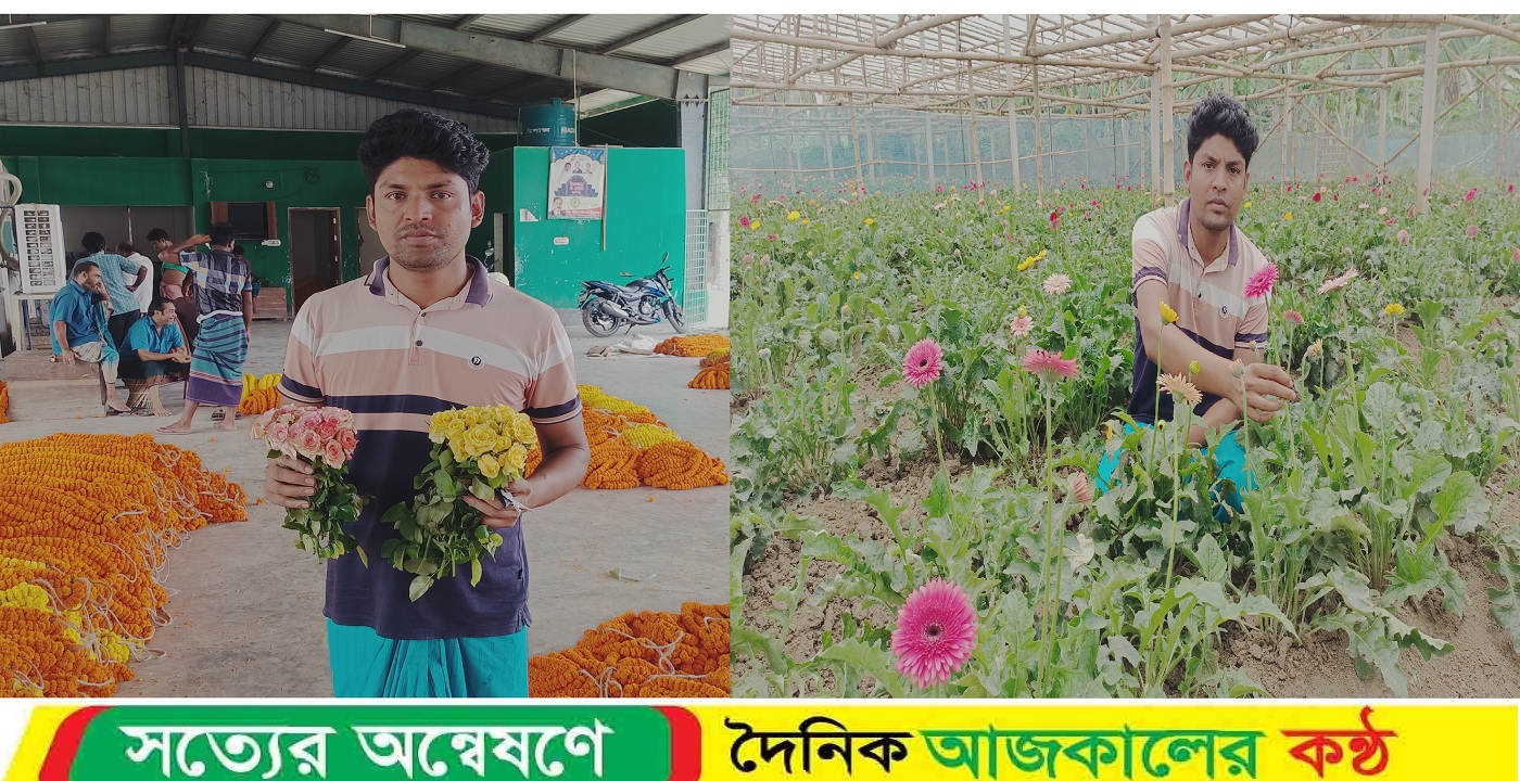 জারবেরা ফুল চাষে সফল তরুন কৃষি উদ্যেক্তা শামিম হোসেন