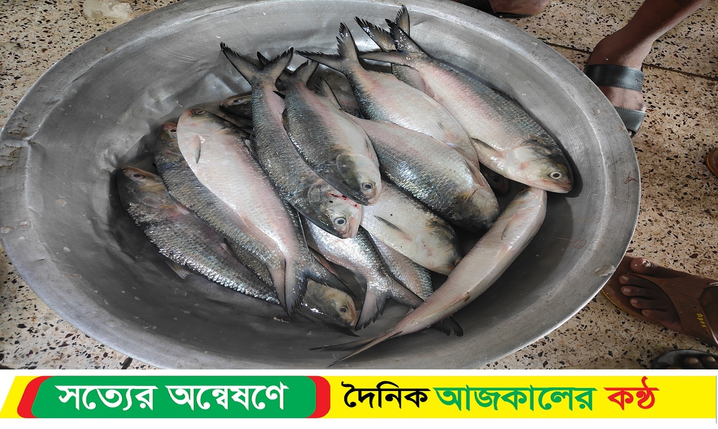 পটুয়াখালী পহেলা বৈশাখকে কেন্দ্র করে ইলিশের দাম আকাশছোঁয়া