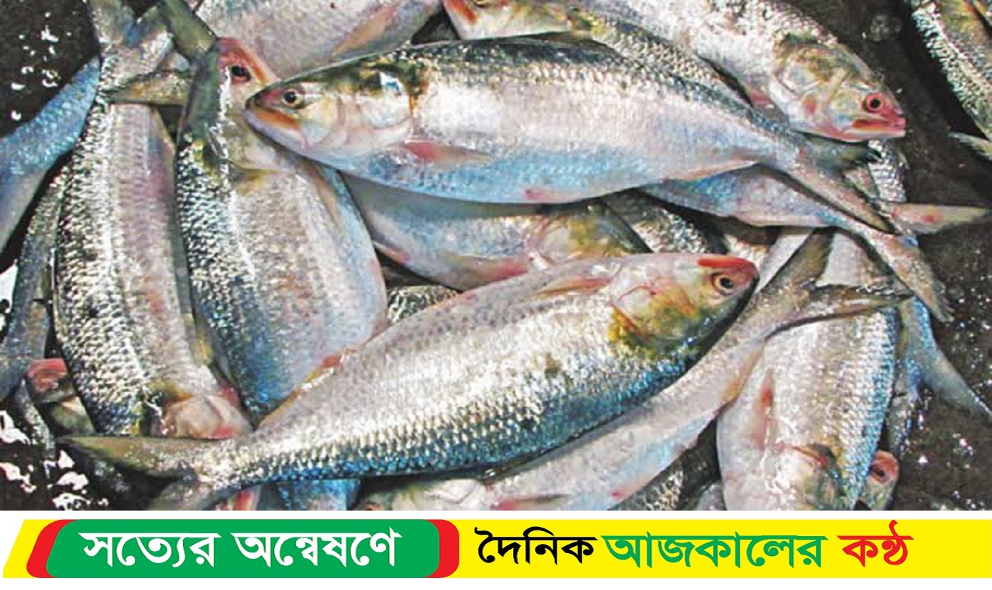 নিষেধাজ্ঞা সত্ত্বেও বাজারে মিলছে ইলিশ, দাম আকাশচুম্বী