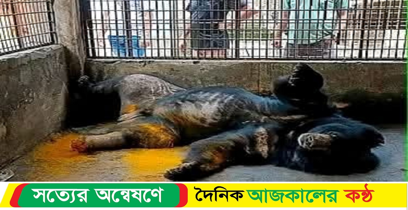 ময়মনসিংহের পার্কে একটা চিড়িয়াখানা বন্ধ করে সিলগালা করেন বন্যপ্রাণী কর্মকর্তারা